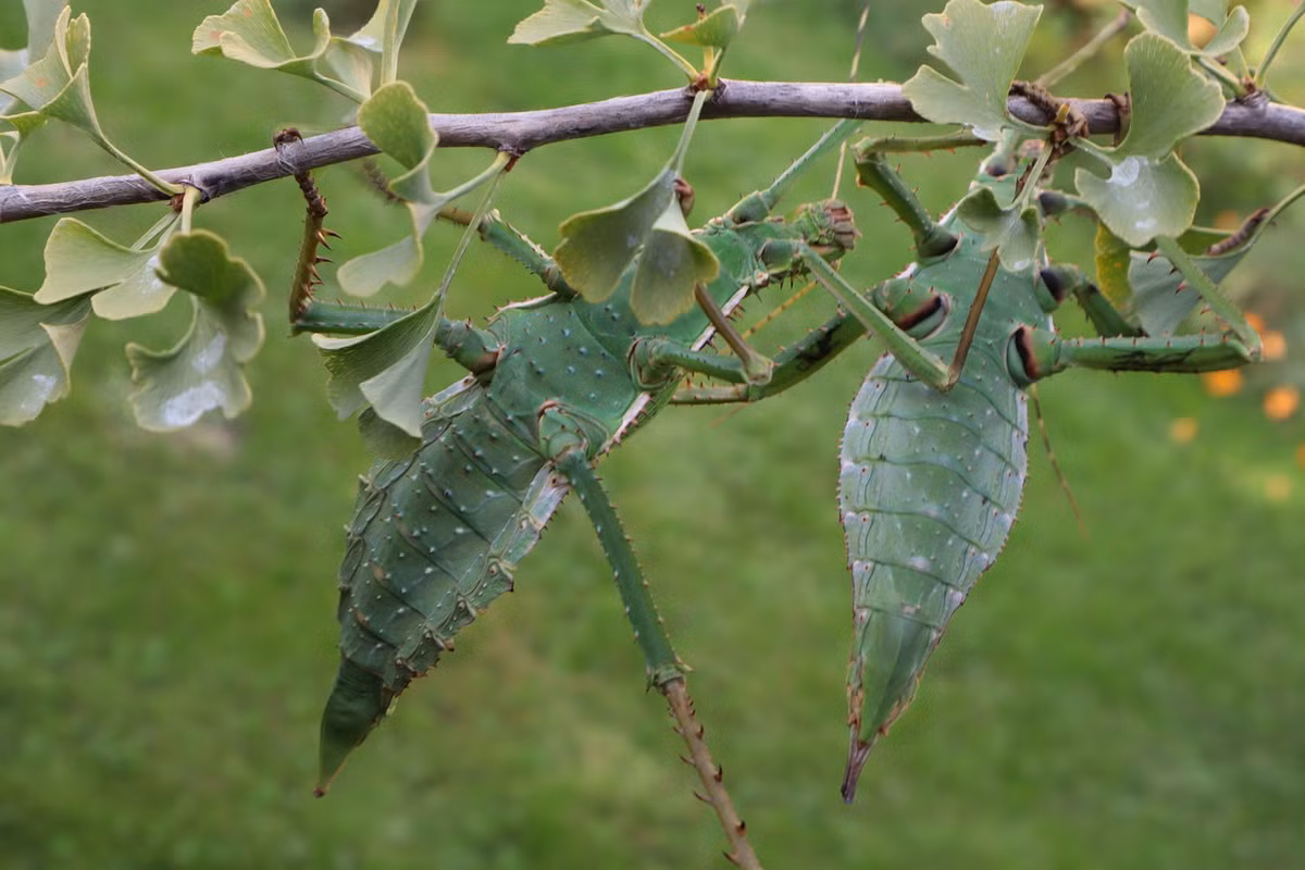Khi cảm thấy bị đe dọa, chúng sẽ dang rộng chân sau khỏe, đầy gai ở tư thế phòng thủ. Nếu bị tấn công, chúng sẽ đá. Ảnh: Eigenes Werk.