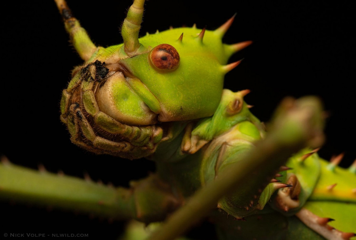 Cả hai giới của loài bọ que này có gai khắp cơ thể, một kiểu tiến khóa để khiến chúng khó nuốt với những loài săn mồi như chim và bò sát. Ảnh: Nick Volpe.