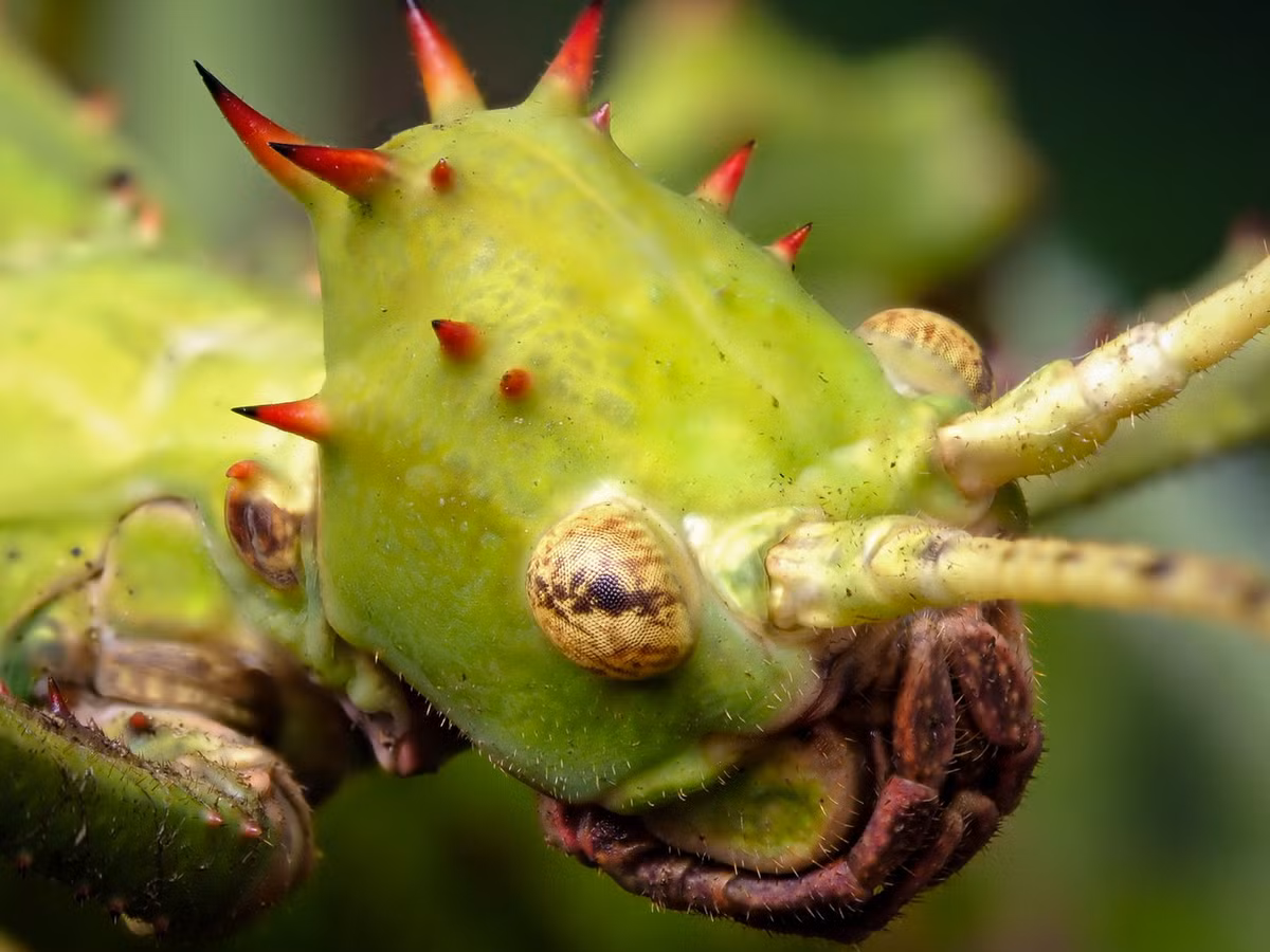 Sống về đêm, loài côn trùng này ăn lá của nhiều loài thực vật trong rừng. Phần phụ miệng của chúng có các giác quan để xác định loại lá nào ăn được, loại nào không. Ảnh: iNaturalist.