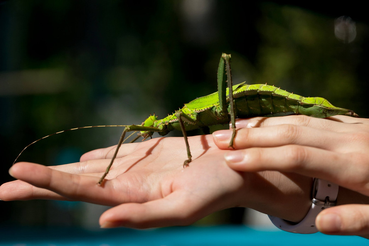 Là một trong những loài côn trùng nặng nhất còn tồn tại, bọ que rừng Malaysia có những cá thể cái dài từ 14-17 cm, có thể nặng đến 65 g. Ảnh: Garnelio.
