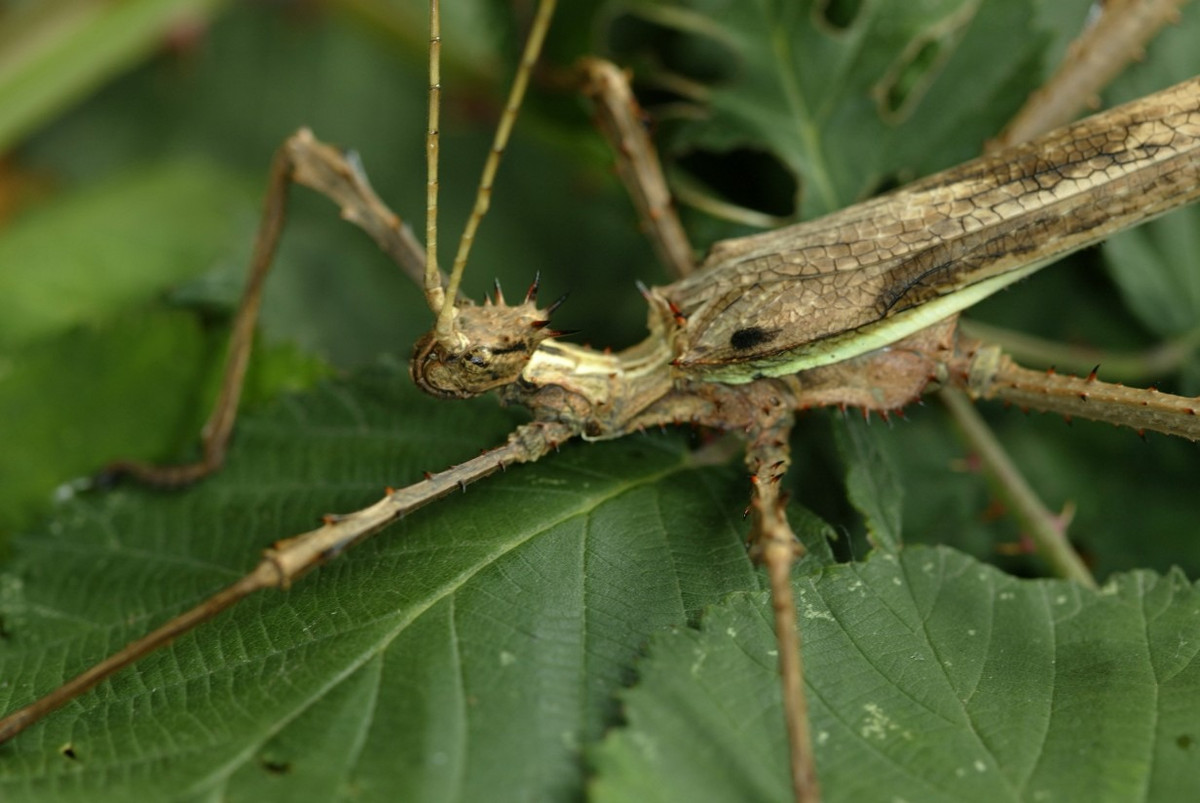 Những cá thể đực của loài côn trùng thuộc bộ Bọ que (Phasmatodae) này thì mảnh khảnh hơn và chỉ dài 9-13 cm. Ảnh: Wikipedia.