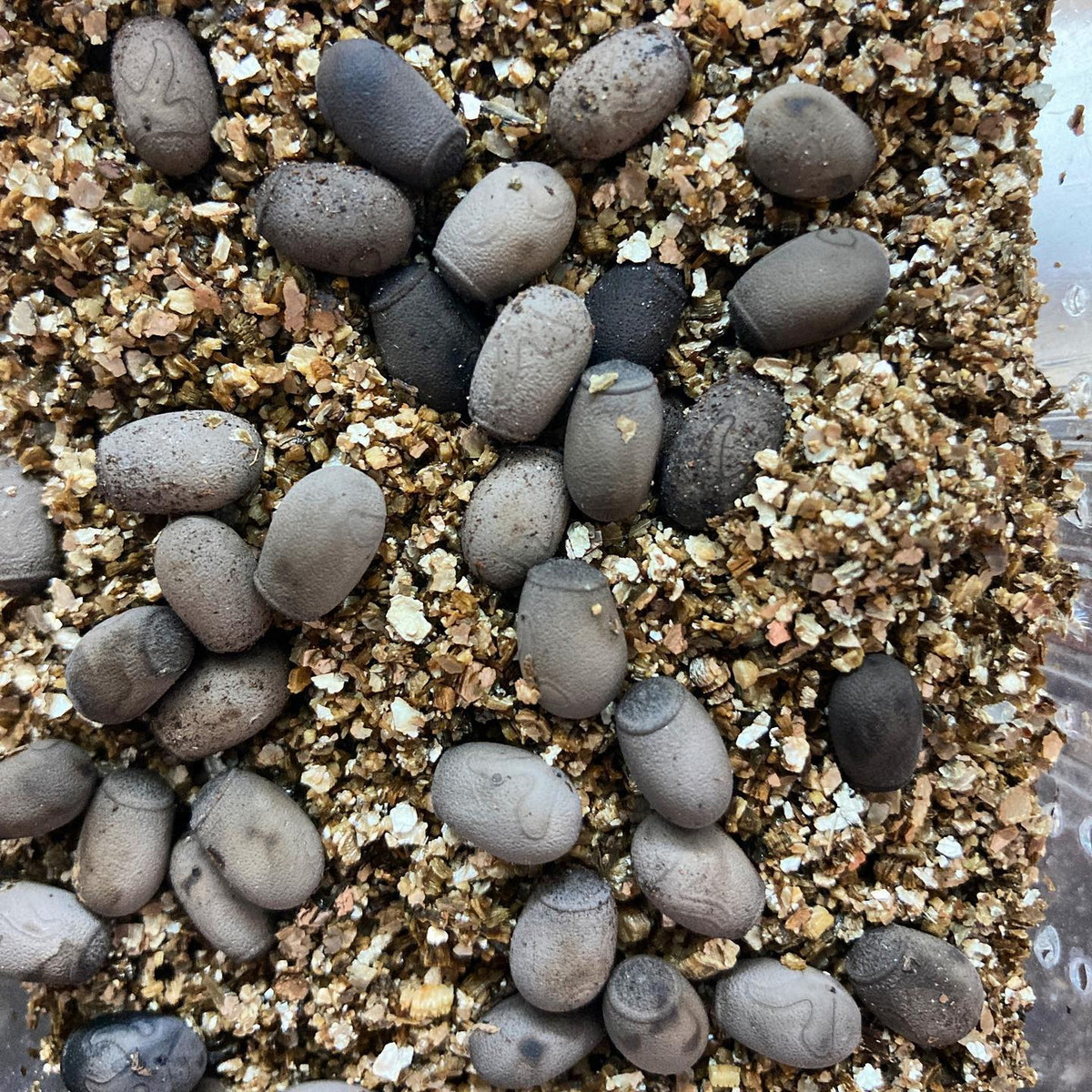 Vào giai đoạn sinh sản, bọ đẻ những quả trứng dài khoảng 7 mm xuống đất. Chúng nở sau khoảng 7 đến 14 tháng. Ảnh: Small Exotic Farm.