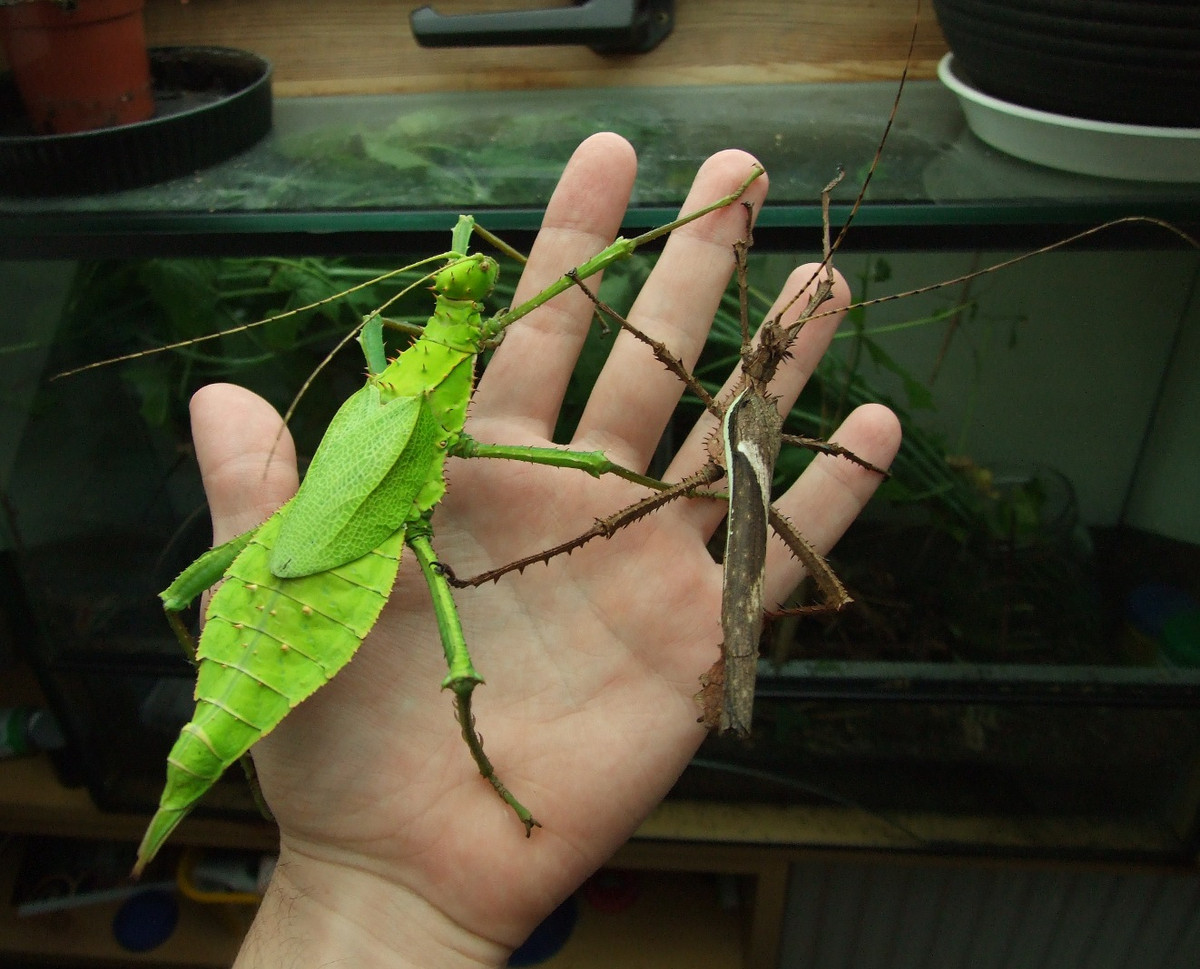 Ngoài kích thước, sự khác biệt giới tính còn thể hiện qua màu sắc. Cá thể cái thường có màu xanh lục, còn cá thể đực màu nâu. Ảnh: Preradkor / DeviantArt.