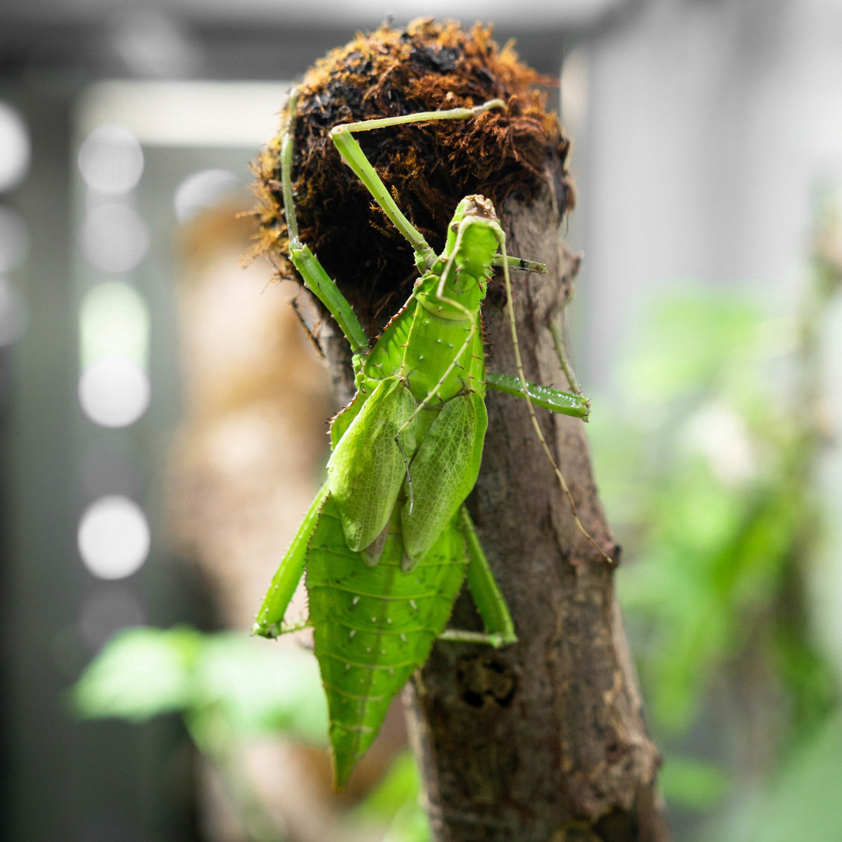 Một cách tự vệ khác của loài côn trùng này là phát ra tiếng rít lớn bằng cách cọ đôi cánh ngắn để xua đuổi kè thù. Ảnh: Butterfly Gardens.