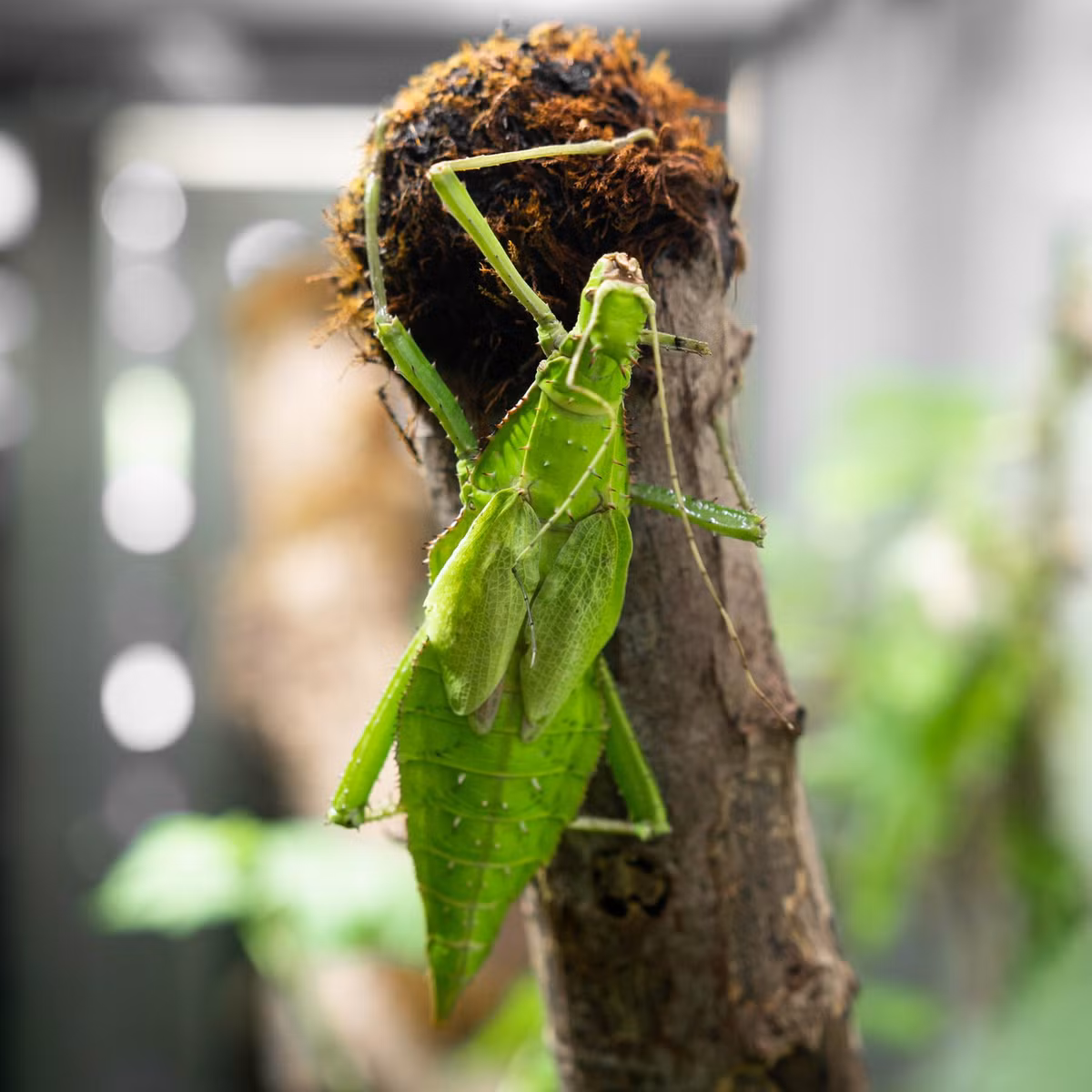 Một cách tự vệ khác của loài côn trùng này là phát ra tiếng rít lớn bằng cách cọ đôi cánh ngắn để xua đuổi kè thù. Ảnh: Butterfly Gardens.