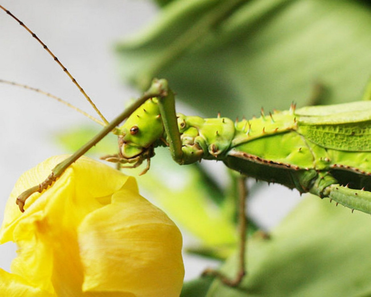 Trong tự nhiên, bọ que rừng Malaysia cư trú trong các khu rừng rậm ở bán đảo Mã Lai, Thái Lan, Singapore, cũng như các đảo umatra và Borneo. Ảnh: L'insecterie.