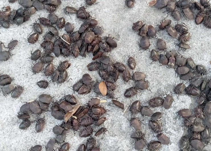 Loài vật đen hôi nhưng thương lái Trung Quốc vẫn sang Việt Nam lùng mua - Hình 2 Loai vat den hoi nhung thuong lai Trung Quoc van sang Viet Nam lung mua-Hinh-2