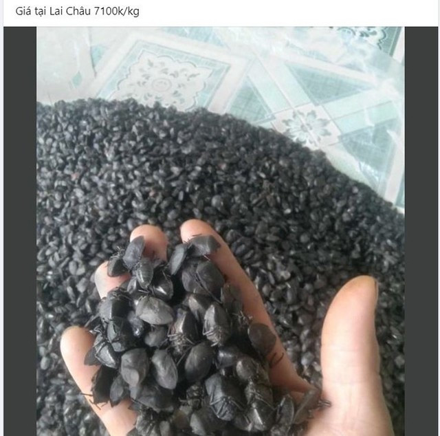 Loài vật đen hôi nhưng thương lái Trung Quốc vẫn sang Việt Nam lùng mua Loai vat den hoi nhung thuong lai Trung Quoc van sang Viet Nam lung mua