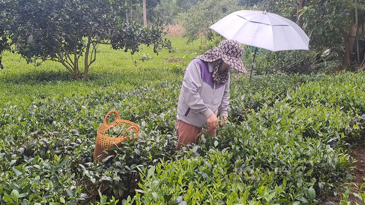Thái Nguyên: Trồng chè sạch giúp nông dân tăng thu nhập Thai Nguyen: Trong che sach giup nong dan tang thu nhap