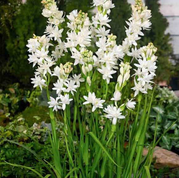  Từ góc độ sức khỏe, việc tiếp xúc lâu dài với mùi thơm nồng nặc của hoa huệ có thể ảnh hưởng đến chất lượng giấc ngủ và sức khỏe thể chất của gia đình bạn. Đặc biệt đối với người già và trẻ em, mùi hoa huệ có thể gây ảnh hưởng xấu đến hệ hô hấp.