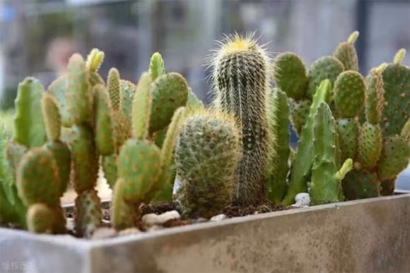  1. Cây xương rồng: Xương rồng được nhiều người yêu thích vì vẻ ngoài độc đáo và dễ chăm sóc. Tuy nhiên, xương rồng là một trong những loại cây không nên trồng ở ban công. 