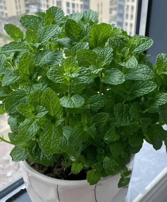  Tuy nhiên, bạc hà là một loại cây có khả năng lan tỏa rất nhanh, khi phát triển, hệ thống rễ của nó sẽ phát triển nhanh chóng, chiếm không gian sinh trưởng của các loại cây khác, thậm chí ảnh hưởng đến vẻ đẹp và cách bài trí tổng thể của ban công. 