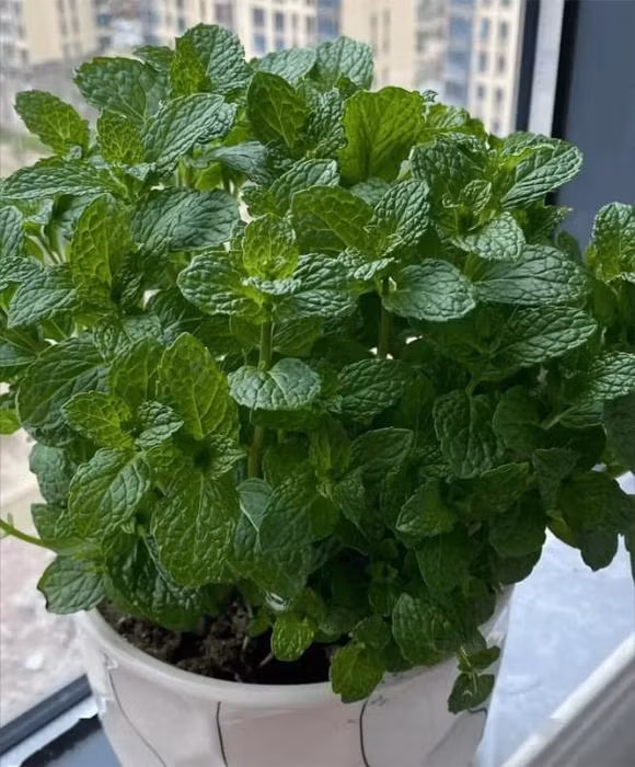  Tuy nhiên, bạc hà là một loại cây có khả năng lan tỏa rất nhanh, khi phát triển, hệ thống rễ của nó sẽ phát triển nhanh chóng, chiếm không gian sinh trưởng của các loại cây khác, thậm chí ảnh hưởng đến vẻ đẹp và cách bài trí tổng thể của ban công. 