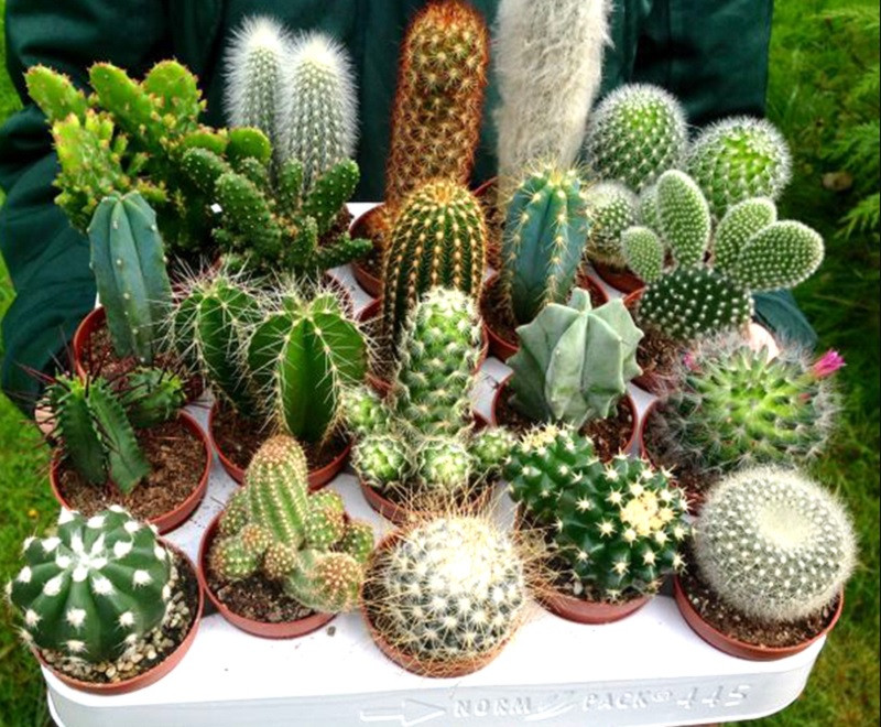  Hơn nữa, gai xương rồng còn tiềm ẩn những mối nguy hiểm về an toàn, đặc biệt đối với những gia đình có trẻ nhỏ. Một cú chích vô tình có thể gây thương tích.