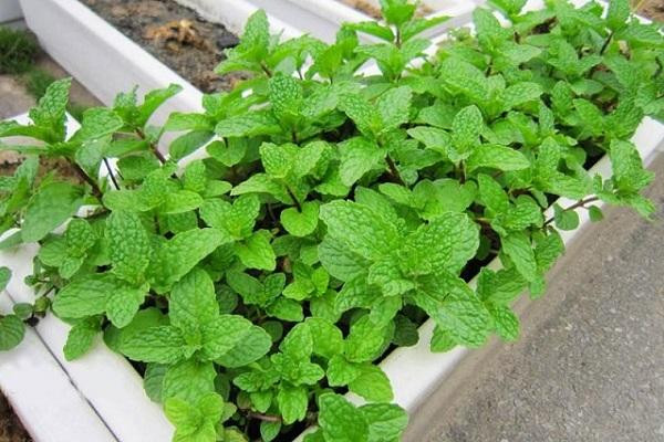  Từ góc độ trồng thực tế, cây bạc hà tuy dễ sống nhưng tốc độ sinh trưởng và lan rộng của nó có thể gây áp lực cạnh tranh với các loại cây khác, ảnh hưởng đến sự hài hòa và vẻ đẹp của toàn bộ khu vườn ban công.