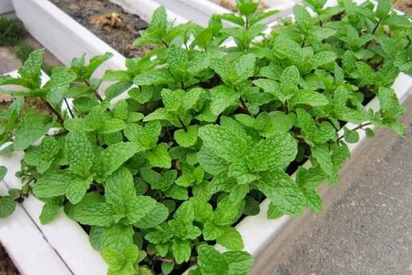  Từ góc độ trồng thực tế, cây bạc hà tuy dễ sống nhưng tốc độ sinh trưởng và lan rộng của nó có thể gây áp lực cạnh tranh với các loại cây khác, ảnh hưởng đến sự hài hòa và vẻ đẹp của toàn bộ khu vườn ban công.