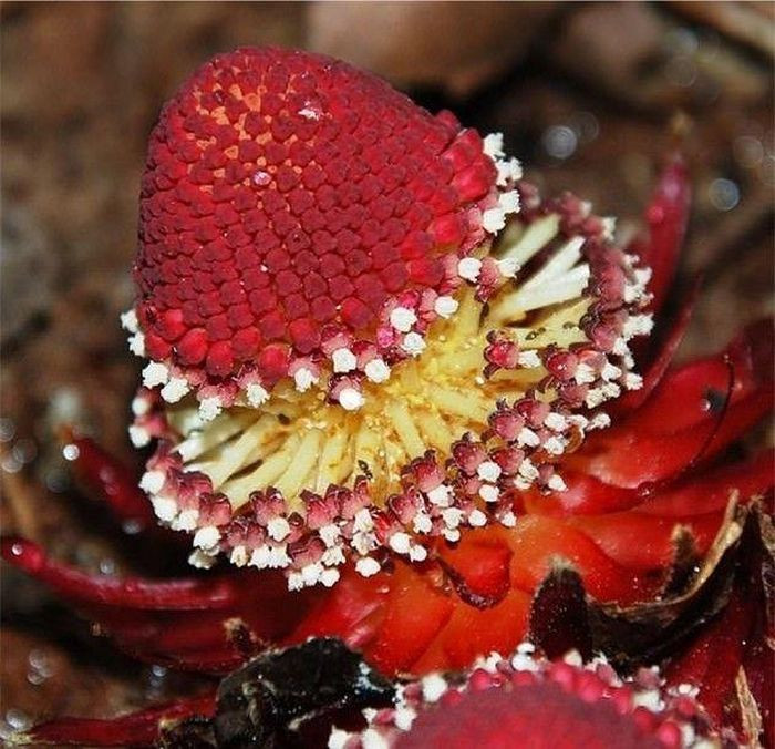 Loai cay 'ma ca rong' do nhu mau quy hiem bac nhat hanh tinh-Hinh-3