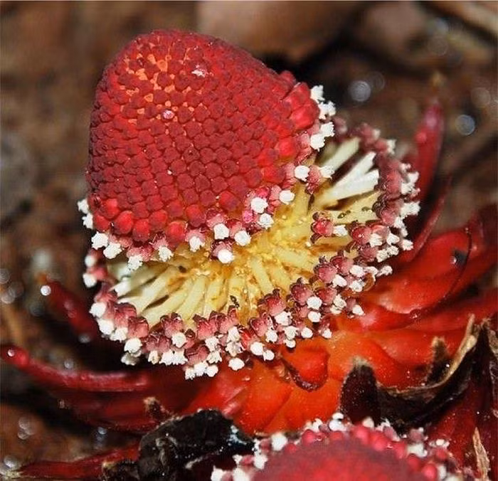 Loai cay 'ma ca rong' do nhu mau quy hiem bac nhat hanh tinh-Hinh-3