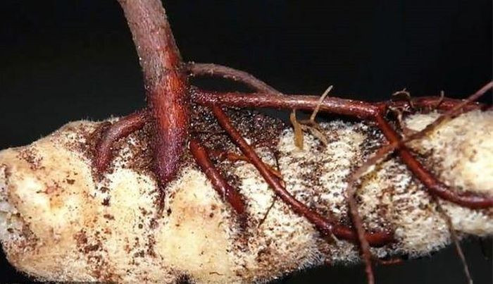 Loai cay 'ma ca rong' do nhu mau quy hiem bac nhat hanh tinh-Hinh-2