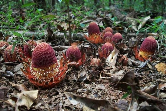 Loai cay 'ma ca rong' do nhu mau quy hiem bac nhat hanh tinh