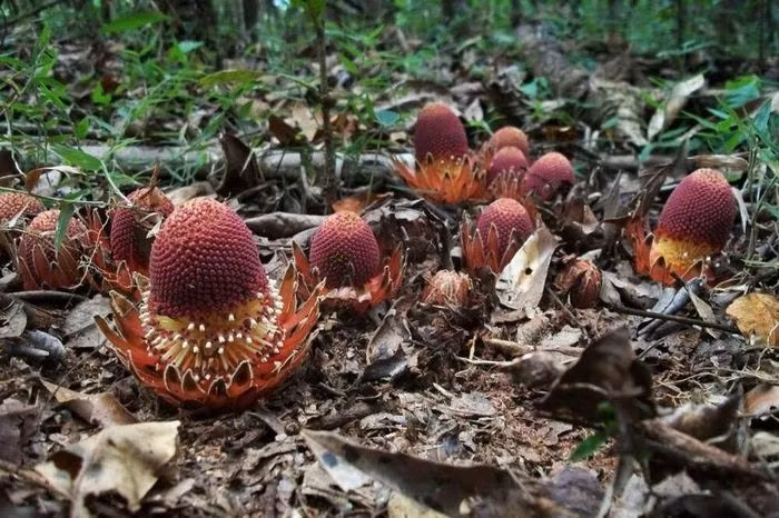 Loai cay 'ma ca rong' do nhu mau quy hiem bac nhat hanh tinh