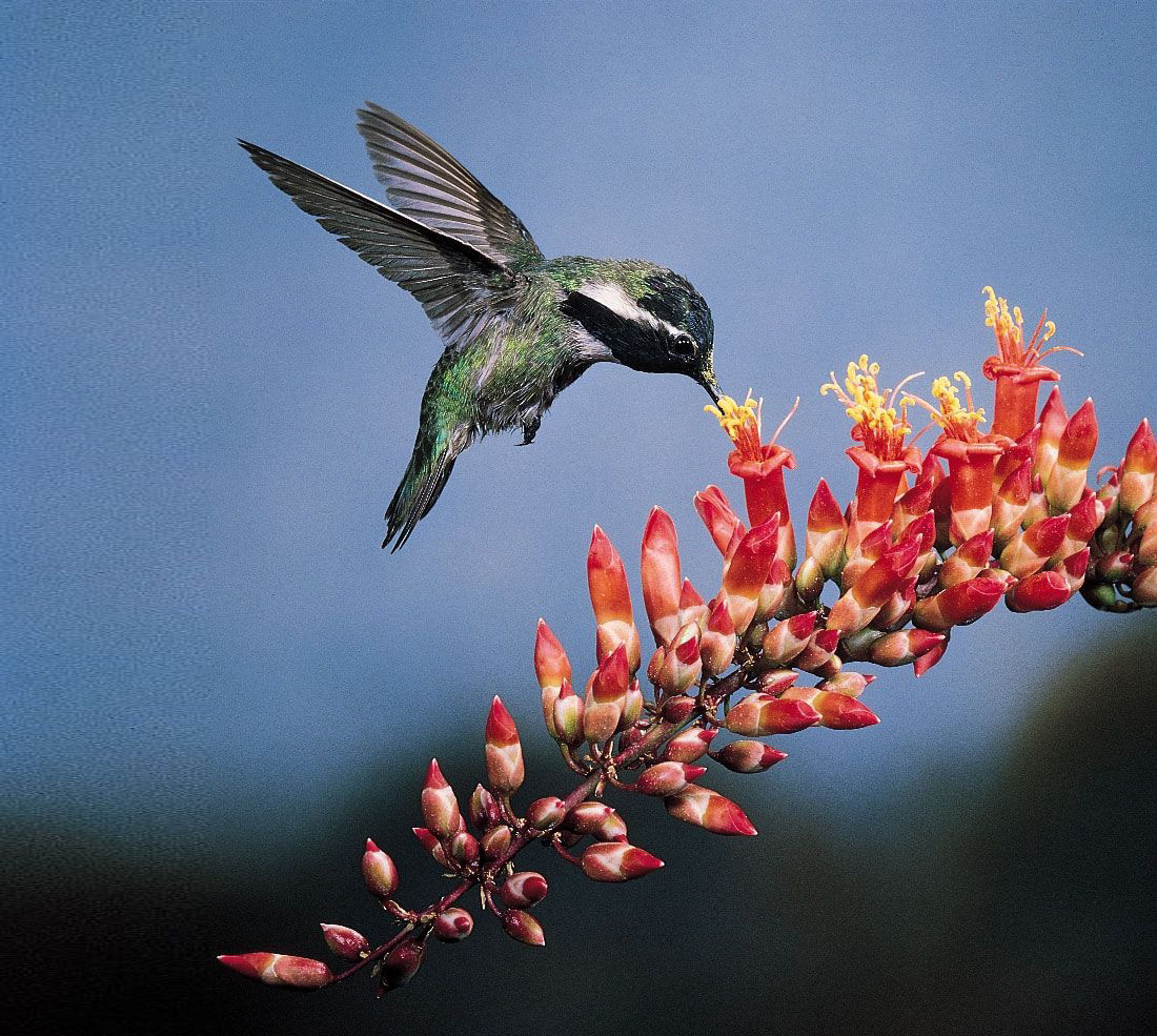 Những bông hoa này là nguồn cung cấp thức ăn cho chim ruồi và ít nhất 15 loài ong bản địa. Khi lấy mật hoa, ong sẽ cạy mở các nhánh tràng hoa cong để lấy mật ngọt và tiếp xúc với đầu nhụy, giúp hoa được thụ phấn. Ảnh: Britannica.