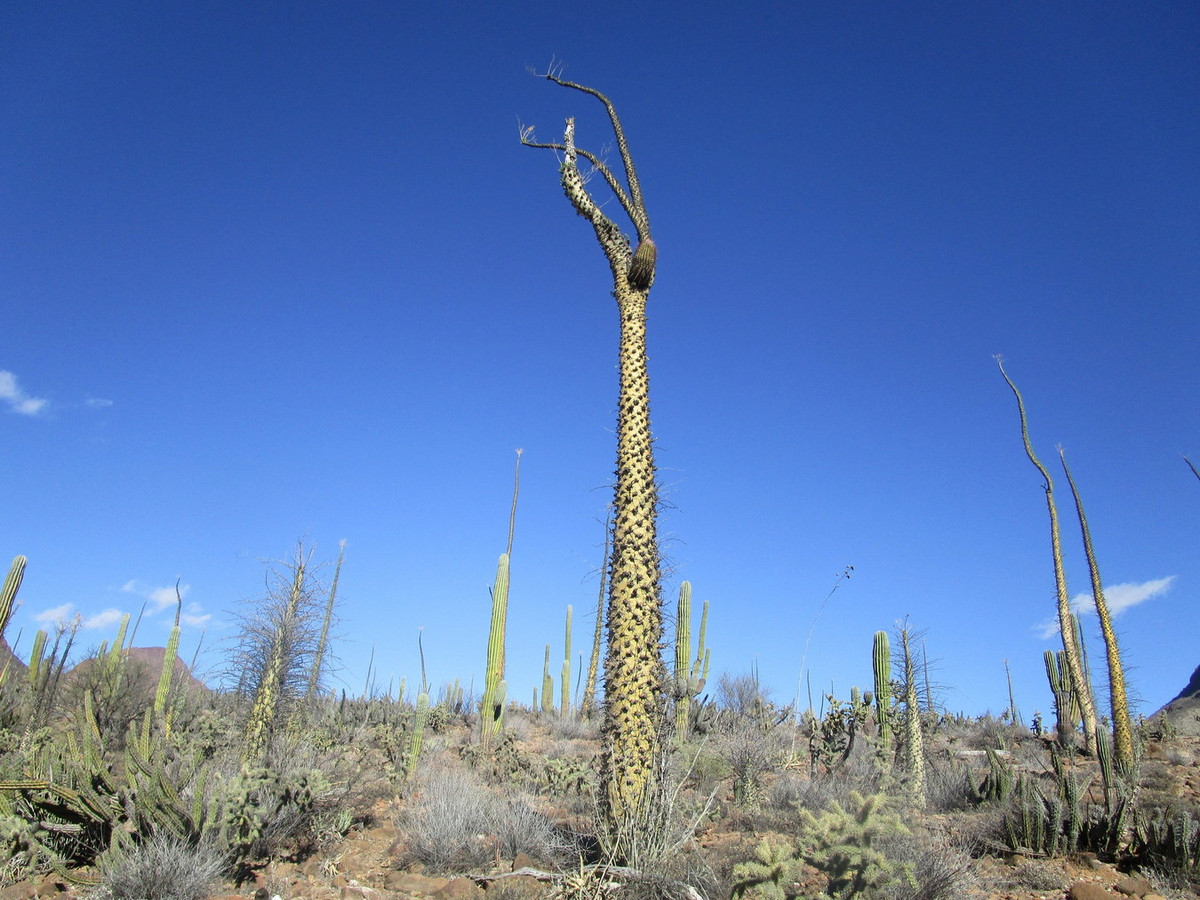 Bên trong thân của loài thực vật này có một mạng lưới trữ nước độc đáo, chỉ có ở các loài thuộc họ Fouquieriaceae. Đặc điểm này giúp chúng tồn tại trong điều kiện khô hạn của khu vực. Ảnh: iNaturalist.