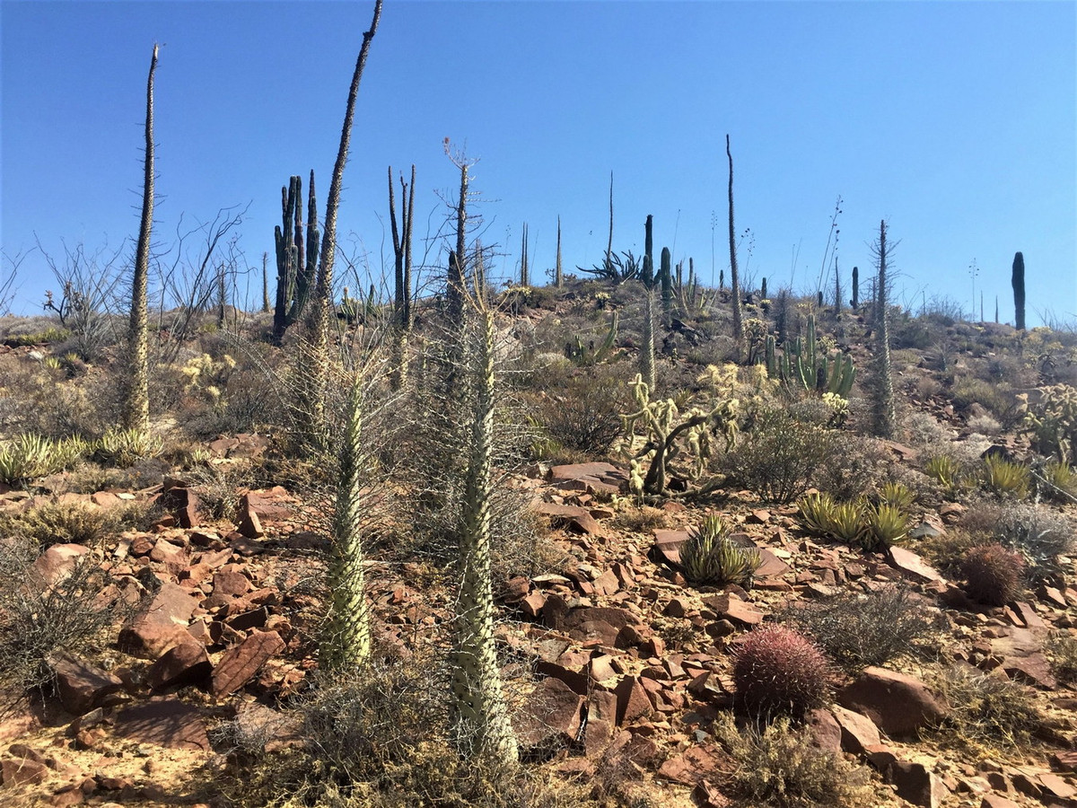 Trong thế giới thực vật, boojum là một trong những cây phát triển chậm nhất. Sau 50 năm, chúng chỉ đạt độ cao khoảng 1,5 mét, và sau đó trung bình mỗi mười năm cao thêm 30 cm. Ảnh: Safari Arie.