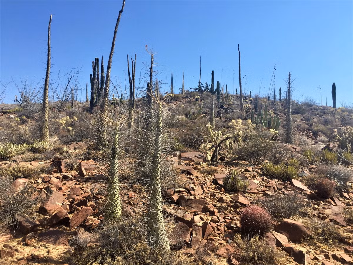 Trong thế giới thực vật, boojum là một trong những cây phát triển chậm nhất. Sau 50 năm, chúng chỉ đạt độ cao khoảng 1,5 mét, và sau đó trung bình mỗi mười năm cao thêm 30 cm. Ảnh: Safari Arie.
