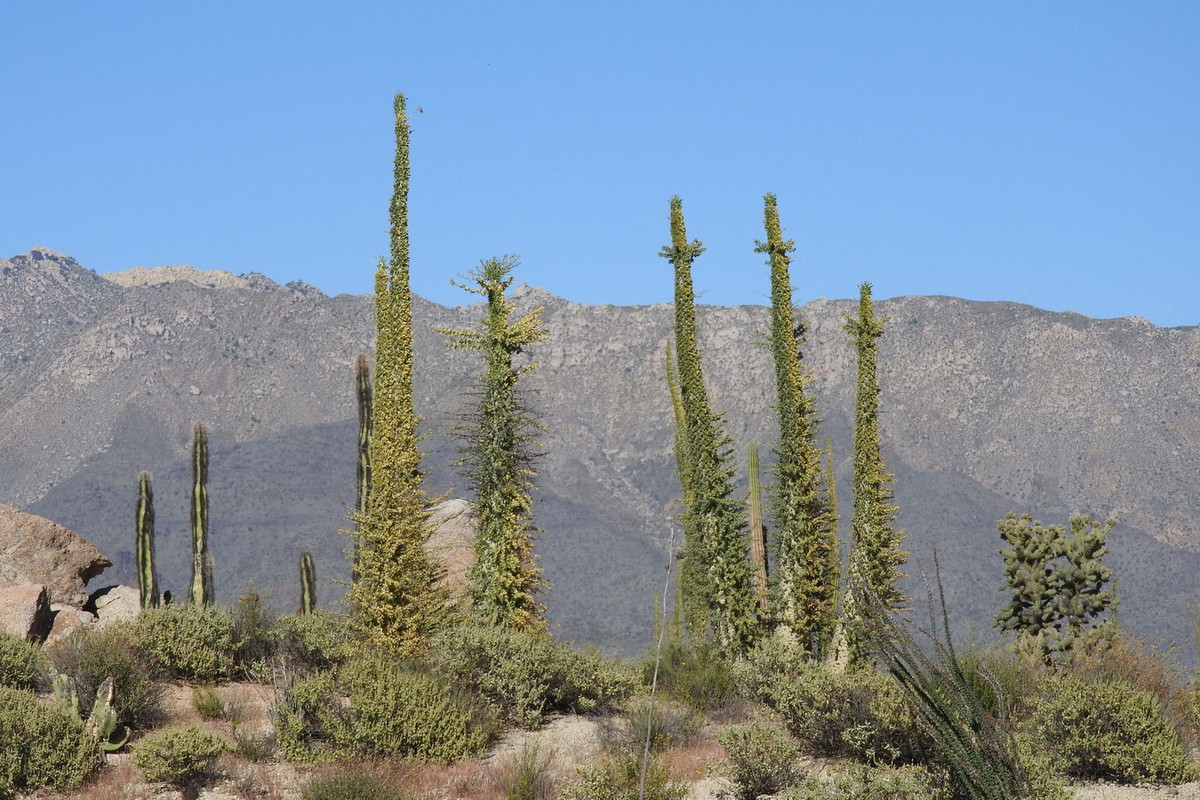 Có thể đạt đến độ cao tối đa khoảng 26 mét, đây là loài cây mọng nước cao thứ hai được biết đến trên thế giới. Thân cây có dạng cột, thuôn nhọn hướng lên trên. Ảnh: iNaturalist.