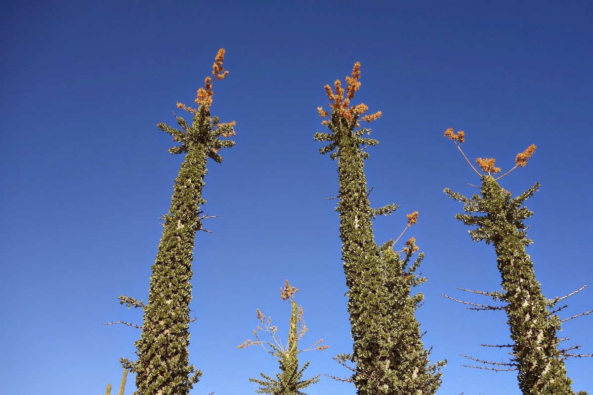 Hoa của cây boojum nở vào tháng 8 và tháng 9 bất kể lượng mưa. Chúng mọc thành từng chùm ngắn và có mùi hương giống như mật ong. Ảnh: iNaturalist.