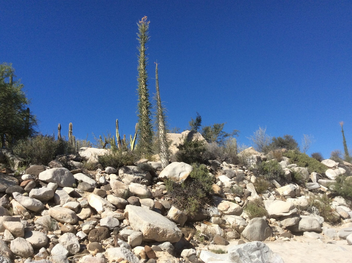 Loài cây kỳ lạ này có thể sống đến hàng trăm năm. Một số cây nhất định đã được ước tính tuổi lên đến 700 năm. Ảnh: Hugo Mobility.