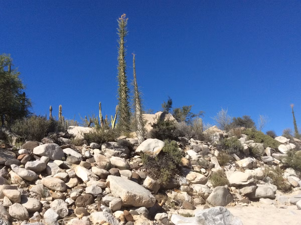Loài cây kỳ lạ này có thể sống đến hàng trăm năm. Một số cây nhất định đã được ước tính tuổi lên đến 700 năm. Ảnh: Hugo Mobility.