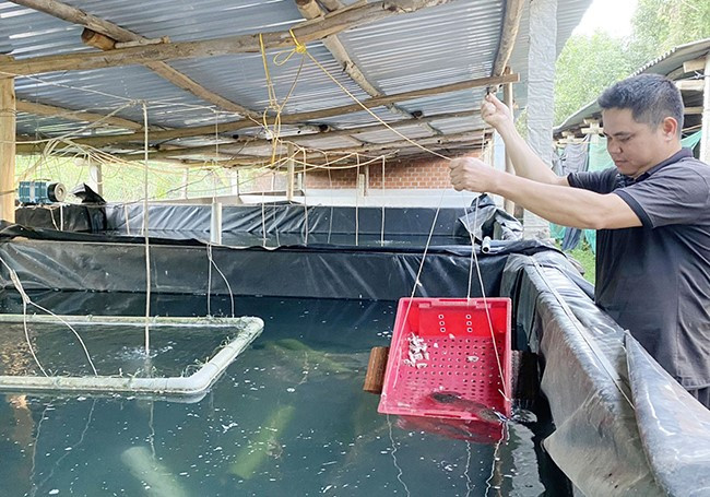 Nuoi loai ca dac san to bu trong ho, nong dan Binh Dinh loi lon
