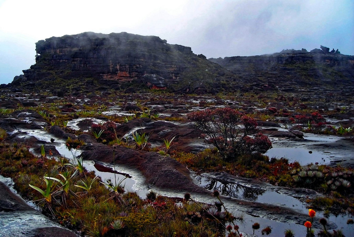 Bởi sự tách biệt hoàn toàn với khu rừng rậm dưới mặt đất, gần 1/3 các loài thực vật ở đỉnh Roraima là loài đặc hữu. Ảnh: Medium.