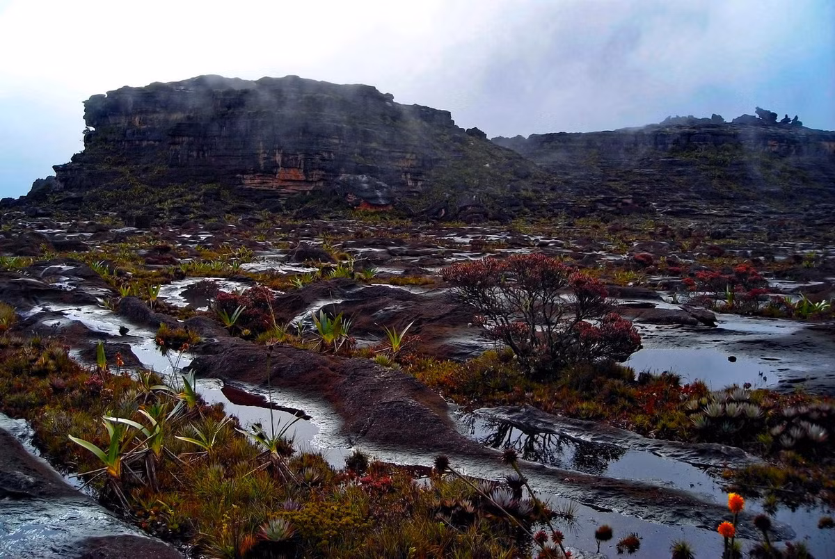 Bởi sự tách biệt hoàn toàn với khu rừng rậm dưới mặt đất, gần 1/3 các loài thực vật ở đỉnh Roraima là loài đặc hữu. Ảnh: Medium.