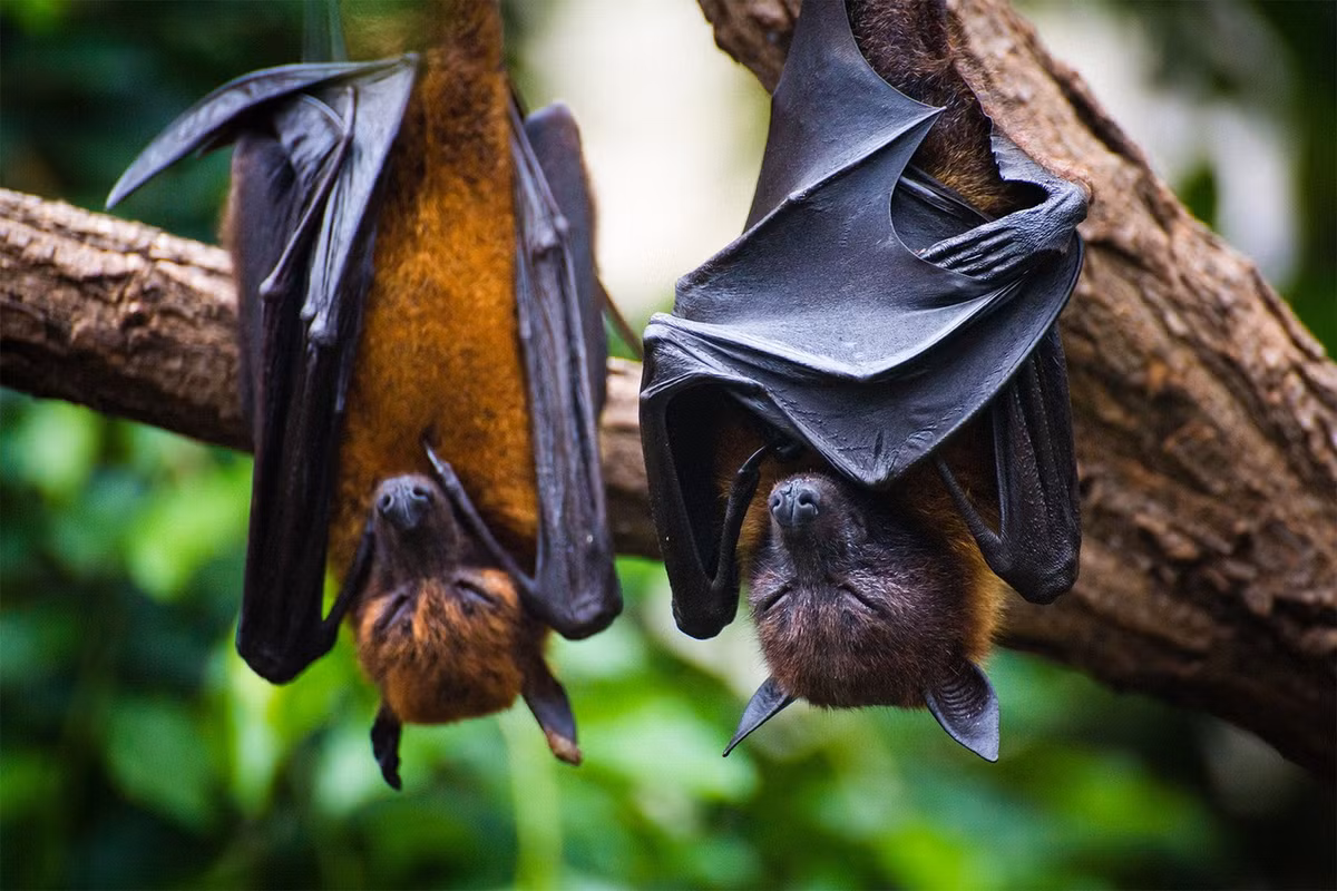 Dơi ngựa đen (Pteropus alecto) dài 24-26 cm, sống ở Indonesia, New Guinea và Bắc Australia. Cánh của loài dơi này có màu tối hơn các họ hàng cùng chi Pteropus. Ảnh: Natural Habitat Adventures.