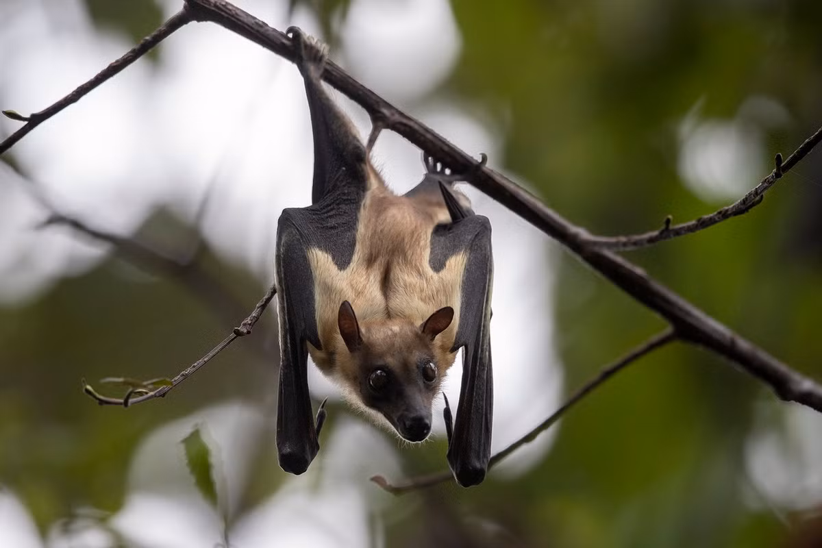 Dơi quả vàng rơm châu Phi (Eidolon helvum) dài 14-22 cm, phân bố rộng ở châu Phi hạ Sahara. Các đàn của loài dơi này có thể có tới 1 triệu cá thể. Ảnh: iNaturalist.