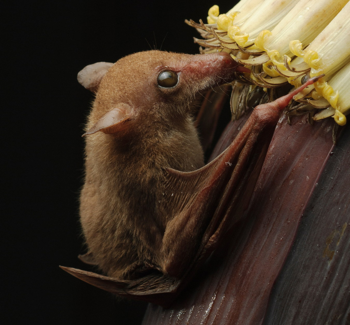 Dơi ăn mật hoa nhỏ (Macroglossus minimus) dài 6-9 cm, phân bố ở Đông Nam Á. Loài này ăn mật và phấn hoa bằng cái lưỡi dài. Ảnh: Bat Conservation International.