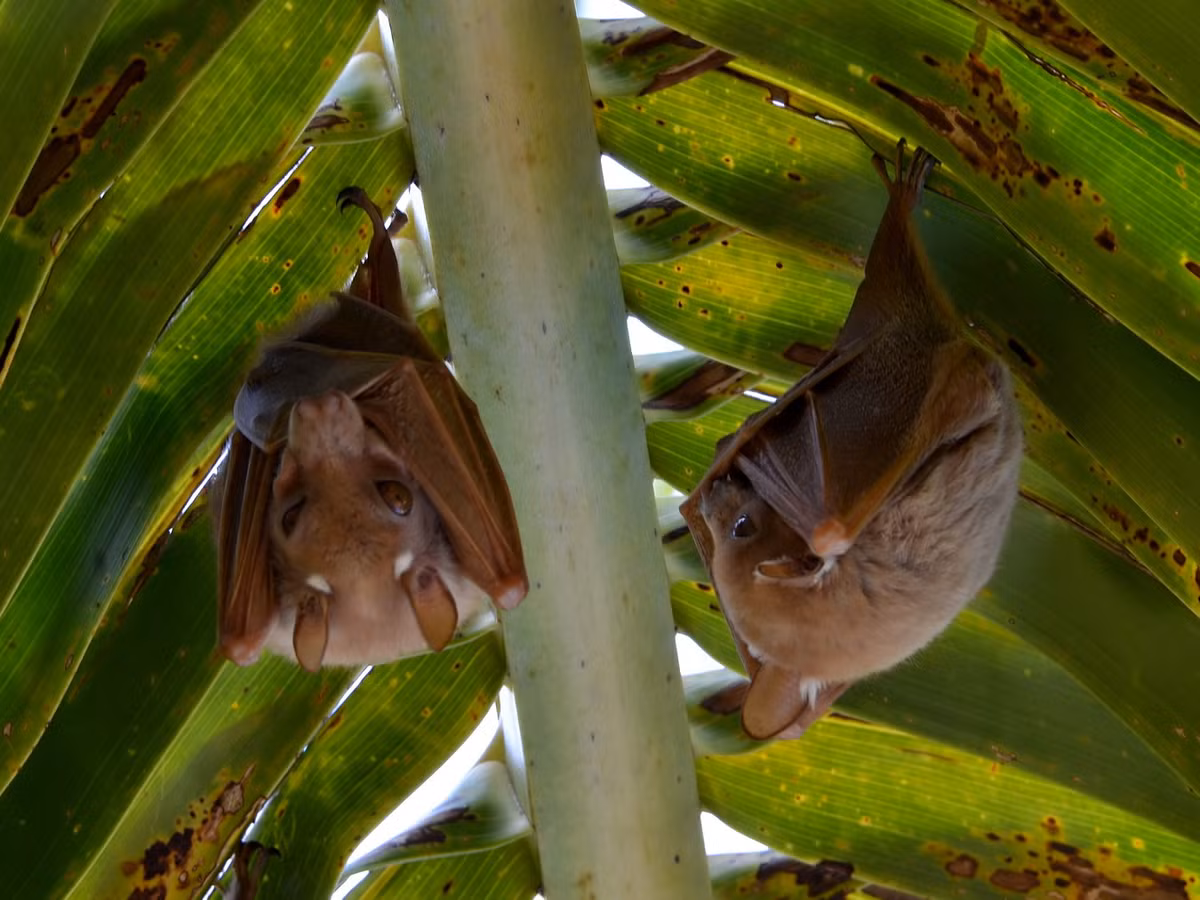 Dơi quả ngù vai Wahlberg (Epomophorus wahlbergi) dài 13-25 cm, cư trú trong các khu rừng và xavan ở châu Phi hạ Sahara. Loài này có các mảng lông trắng ở vai và gốc tai. Ảnh: Wikipedia.