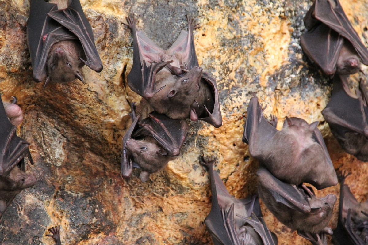Dơi cáo xám (Rousettus amplexicaudatus) dài 10-18 cm, phân bố ở Đông Nam Á. Chúng thường ngủ trong hang theo đàn với số lượng lên đến hàng ngàn cá thể. Ảnh: iNaturalist.
