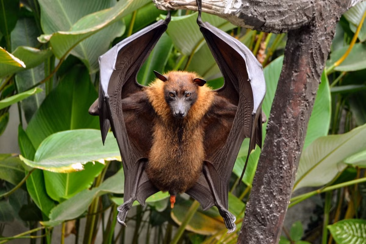 Dơi ngựa lớn (Pteropus vampyrus) dài 42 cm, phân bố khắp các lục địa và hải đảo ở Đông Nam Á. Sải cánh loài dơi lớn nhất thế giới này có thể đạt đến 1,5 mét. Ảnh: iNaturalist.