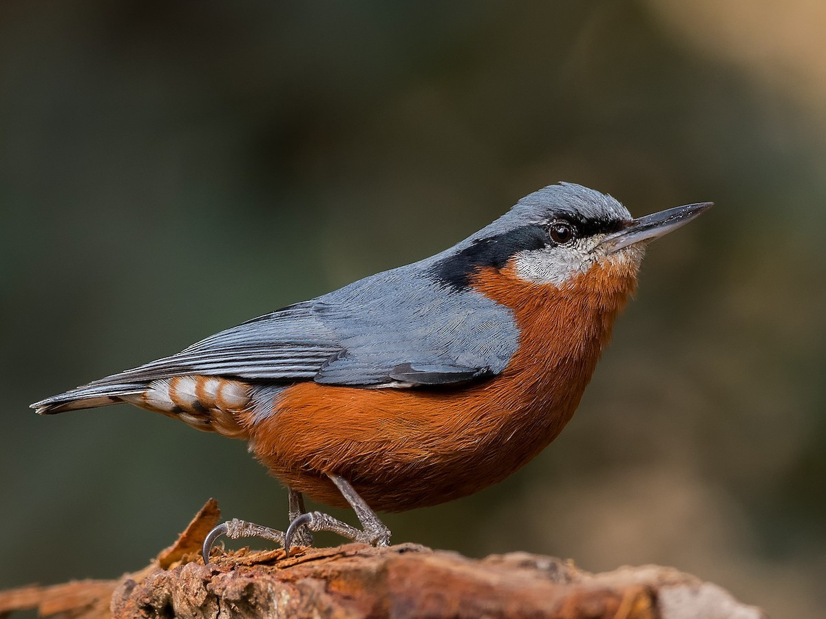 Trèo cây bụng hung (Sitta cinnamoventris) dài 12-13 cm, là loài định cư tương đối phổ biến tại Tây Bắc, Đông Bắc. Ảnh: eBird.