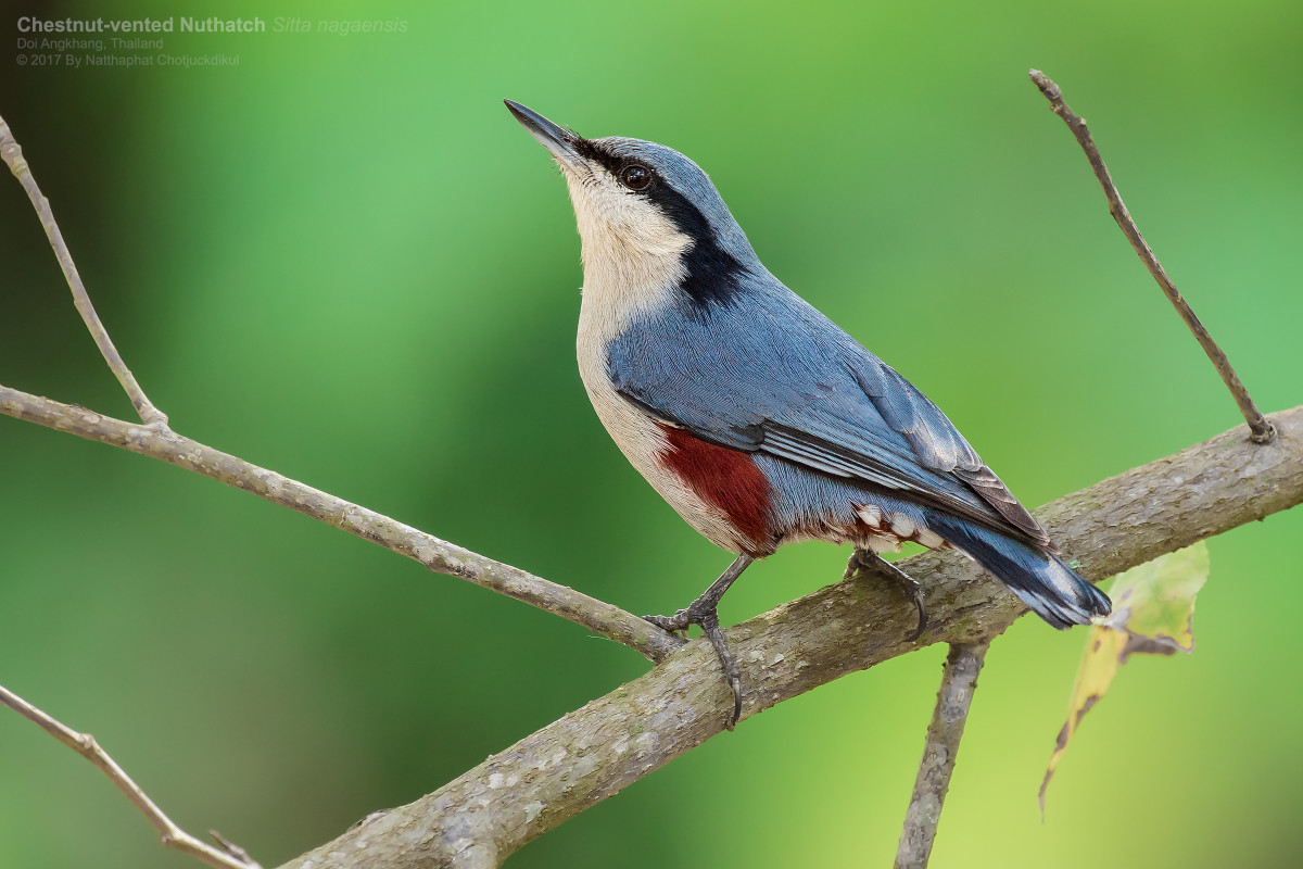 Sinh cảnh của loài chim này là rừng lá rộng thường xanh, rừng hỗn giao giữa rừng lá rộng thường xanh và rừng lá kim, phân bố từ độ cao 1.000-2.800 mét. Ảnh: eBird.