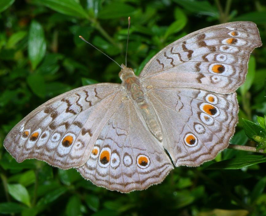 Chú bướm cánh vân hoa (Junonia atlites) này được quan sát ở cùng địa điểm với chú bướm hoa đuôi công ở ảnh trước. Ảnh: Richard-seaman.com.