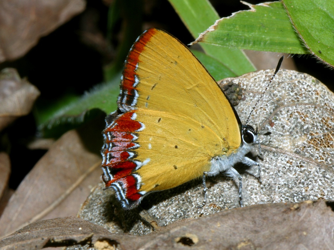 Bướm tím sapphia (Heliophorus epicles) có mặt dưới cánh màu đỏ - vàng. Màu tím ở mặt trên chỉ lộ ra khi bướm xòe cánh. Ảnh: Richard-seaman.com.