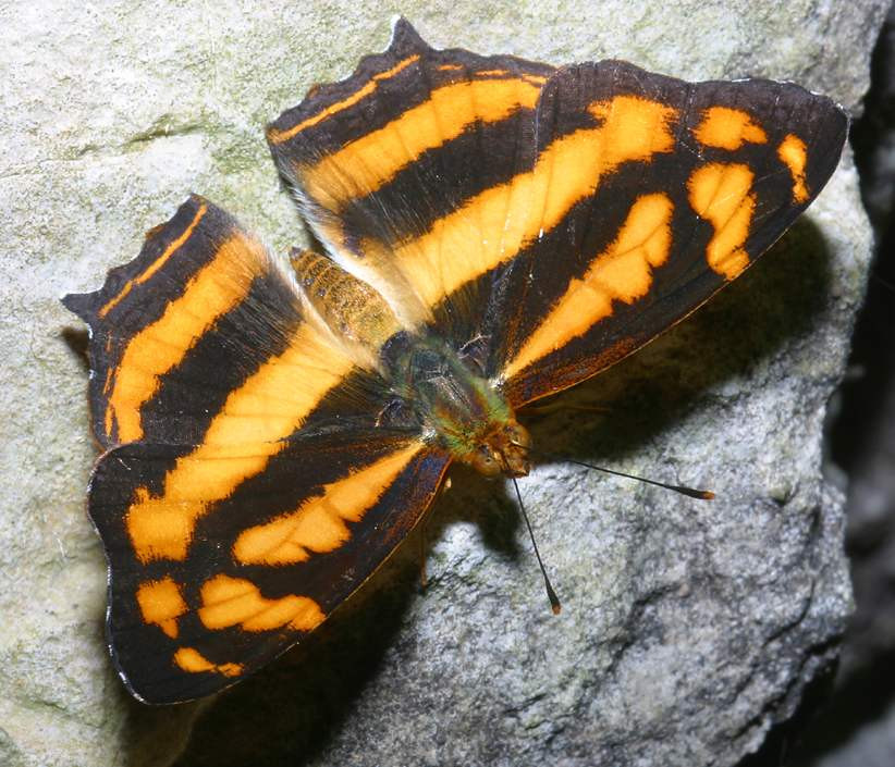 Chú bướm hổ đuôi nhỏ (Symbrenthia lilaea) này được bắt gặp tại một lối mòn ở khu vực chùa Hương, Hà Nội. Ảnh: Richard-seaman.com.