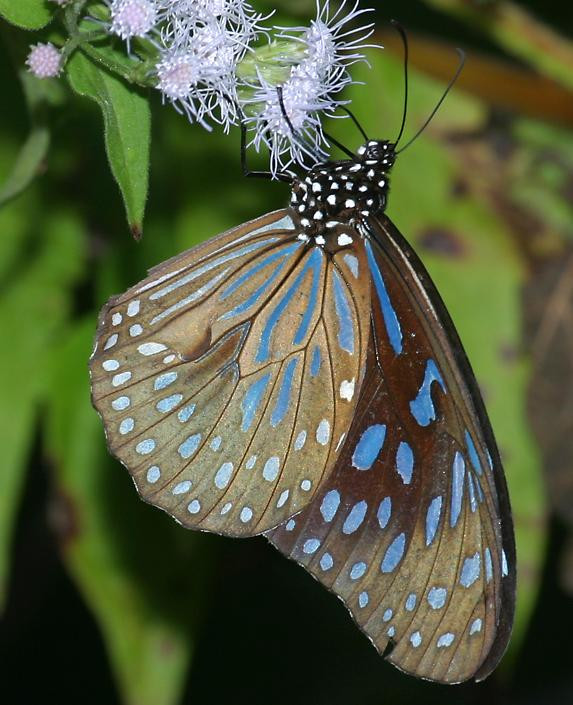 Bướm hổ đốm (Parantica aglea) đang kiếm ăn ở VQG Cát Tiên. Ảnh: Richard-seaman.com.