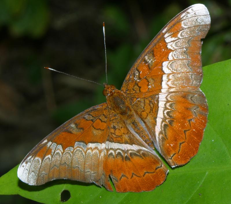 Bướm hiệp sĩ (Lebadea martha) mang vẻ đẹp quý phái, nằm trong một nhóm bướm được đặt tên theo các quân cờ trên bàn cờ vua. Ảnh: Richard-seaman.com.