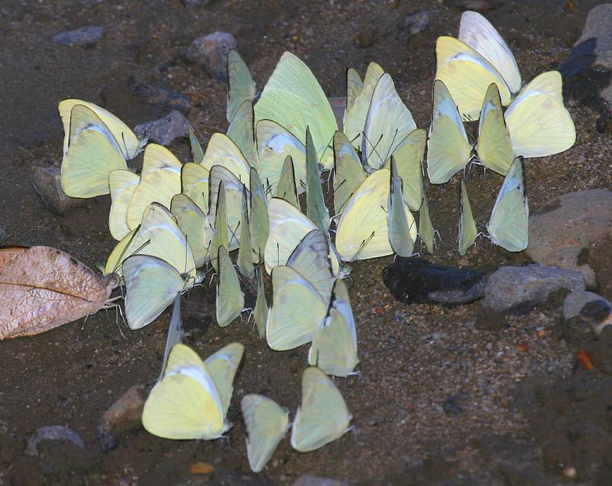 Đàn bướm Pieridae tìm kiếm khoáng chất trên nền cát ẩm ở VQG Cát Tiên, Đồng Nai. Ảnh: Richard-seaman.com.
